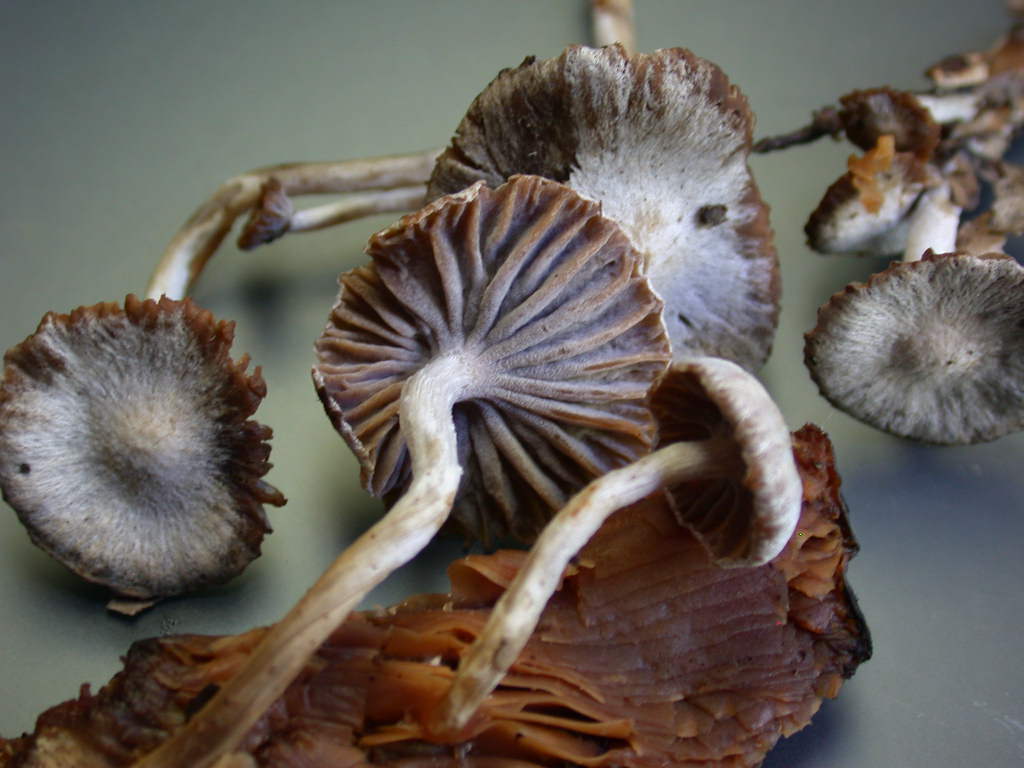 Sar� facile ....  ???   Quizzzz